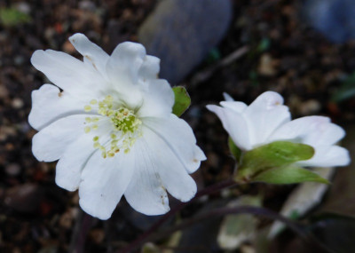 H. pyrenaica alba ...  24.2.17 009.jpg