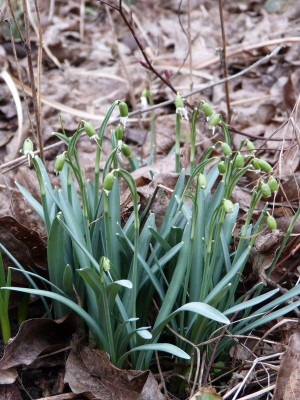 2017-03-08 Galanthus.jpg