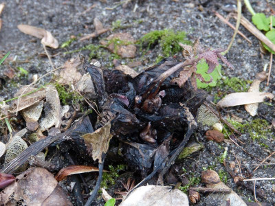2017-03-08 Corydalis quantmeyerana 'Chocolate Stars'.jpg