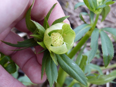 2017-03-08 Helleborus liguricus.jpg