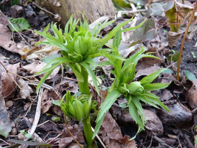 2017-03-08 Helleborus multifidus.jpg