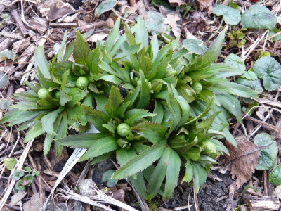 2017-03-08 Helleborus abruzzicus.jpg
