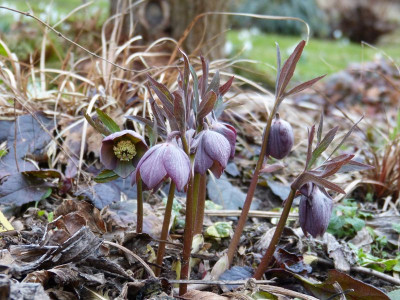 2017-03-08 Helleborus purpurascens.jpg