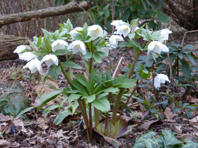 2017-03-08 Helleborus thibetanus.jpg