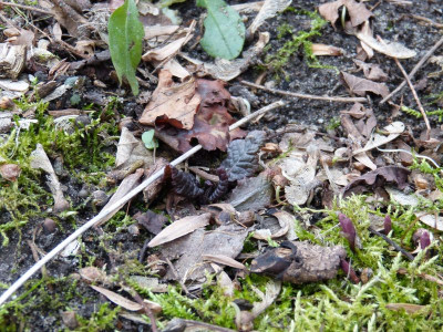 2017-03-08 Primula.jpg