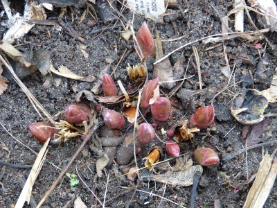 2017-03-08 Paonia obovata.jpg