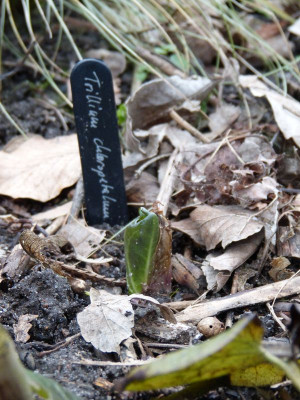 2017-03-08 Trillium chloropetalum.jpg