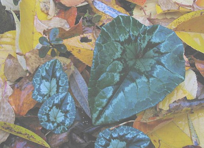 Cyclamen_hederifolium_Blattgroee.jpg