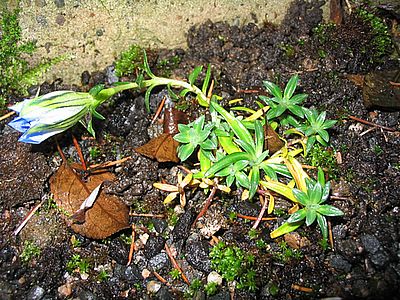 Gentiana_ornata_fars.jpg