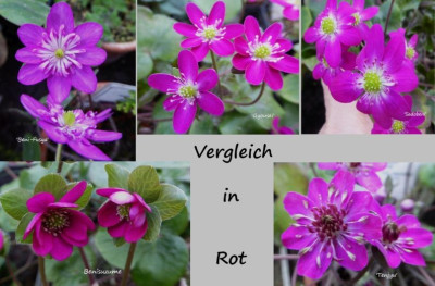rote jap. Hepatica 2017 ....jpg