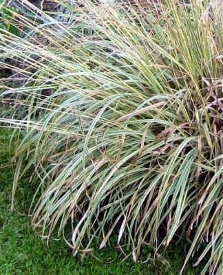 Gras_unbek.3.jpg