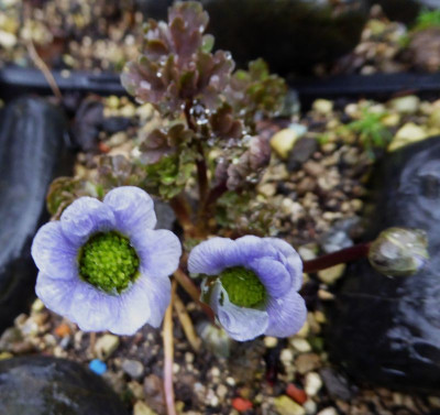 Callianthemum farreri ...   8.3.17 003.jpg