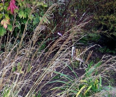 Gras_unknown2.5.jpg