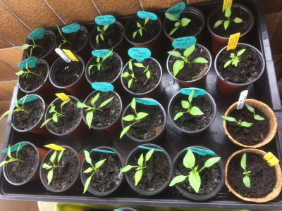 Paprika 2017.JPG
