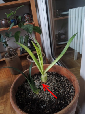 kranke Klivie Irm.jpg