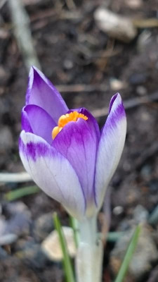 DSC_1217.JPG