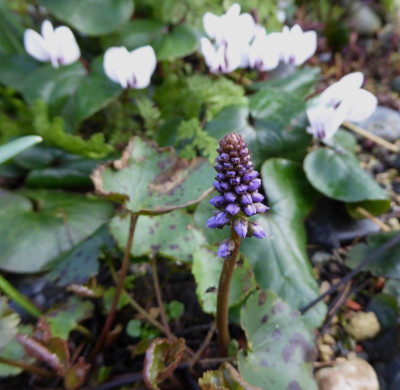 Synthyris missurica  ...    9.3.17 017.jpg