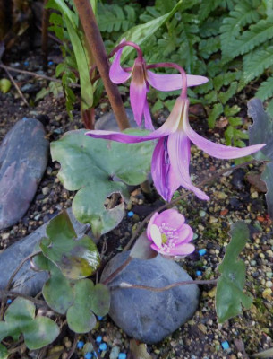 Erythronium dens-canis ...   9.3.17 008.jpg
