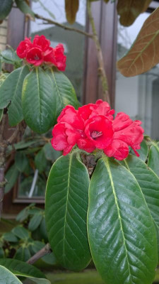 WP_20170310_001 Rhododendron exasperatum KW8250.jpg