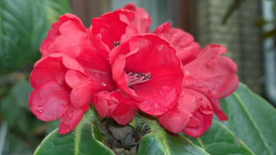 WP_20170310_004 Rhododendron exasperatum KW8250.jpg