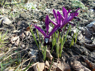 2017-03-04 13.06.39.jpg