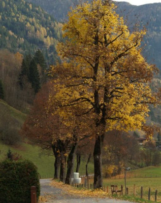 2006-11-01_bergahron_im_gasteinrtal.jpg