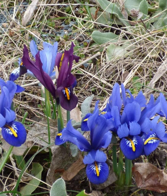 irisreticulata2016 Farbvergleich..jpg