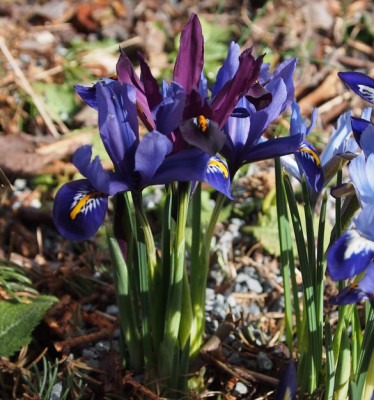 Iris reticulata-ax17.jpg