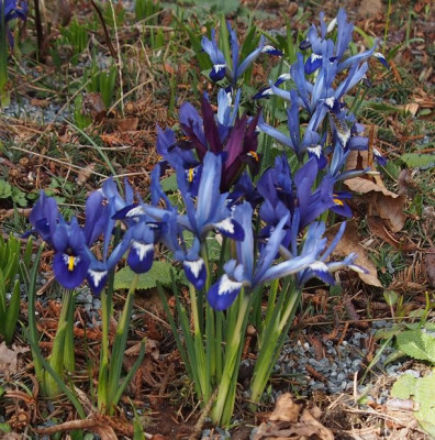Zuwachs iris-reticulata2017.jpg