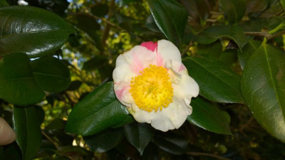 WP_20170310_015 Camellia japonica Kyo Nishiki.jpg