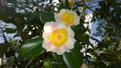 WP_20170310_016 Camellia japonica Kyo Nishiki.jpg
