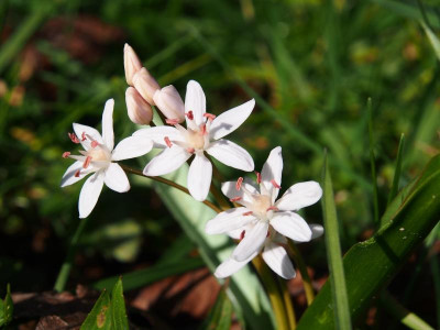 Scilla bifolia weiß mit rosafarbenen Staubbeuteln P3100069.JPG