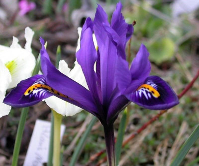 DSCN8430 unbekannte Iris.jpg