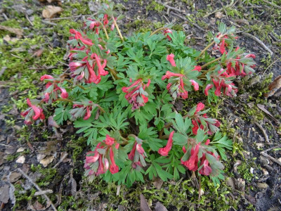Corydalis solida George Baker März 2017.JPG