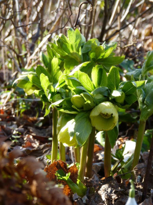 2017-03-10 Helleborus 'SP Sally'.jpg