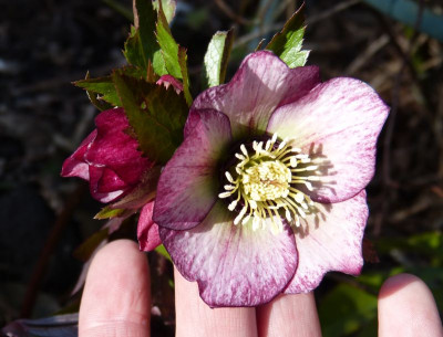 2017-03-10 Helleborus 'Roter Januar'.jpg