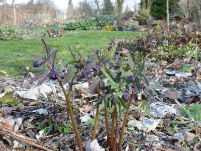 2017-03-10 Helleborus torquatus.jpg