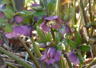 2017-03-10 Helleborus orientalis ssp. abchasicus.jpg