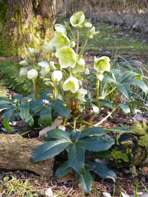 2017-03-10 Helleborus nigercors.jpg