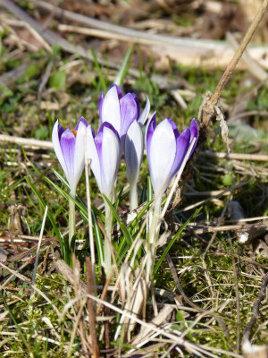 2017-03-10 Crocus tommasianus 1.jpg