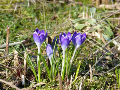 2017-03-10 Crocus tommasianus 2.jpg