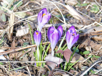 2017-03-10 Crocus tommasianus 4.jpg