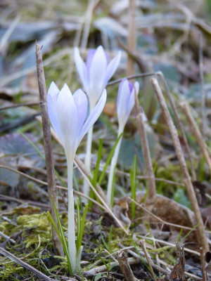 2017-03-10 Crocus tommasianus 3.jpg