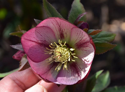 Helleborus-rot-vielleicht.17-4.jpg