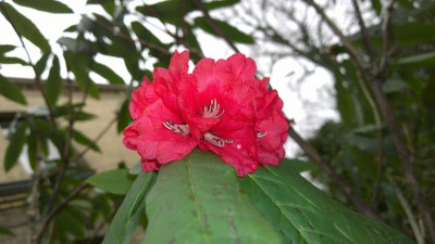 WP_20170311_004 Rhododendron barbatum BU179.jpg