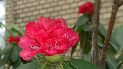 WP_20170311_008 Rhododedndron argipeplum CHM3026.jpg