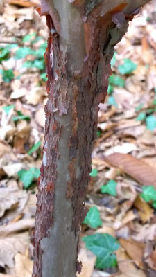 WP_20170311_011 Rhododedndron argipeplum CHM3026.jpg