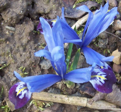100_6807 I. reticulata.jpg