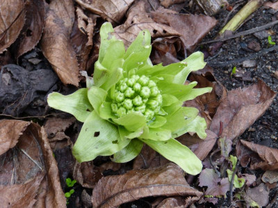 2017-03-08 Petasites japonica 'Variegata'.jpg