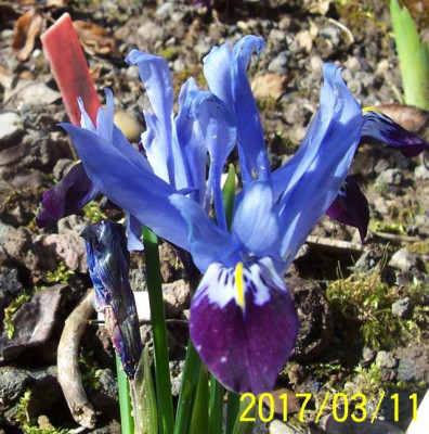 100_6814 Iris reticulata.jpg